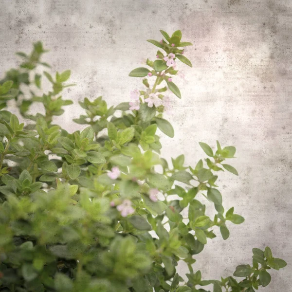 Square Stylish Old Textured Paper Background Lemon Thyme — Stock Photo, Image