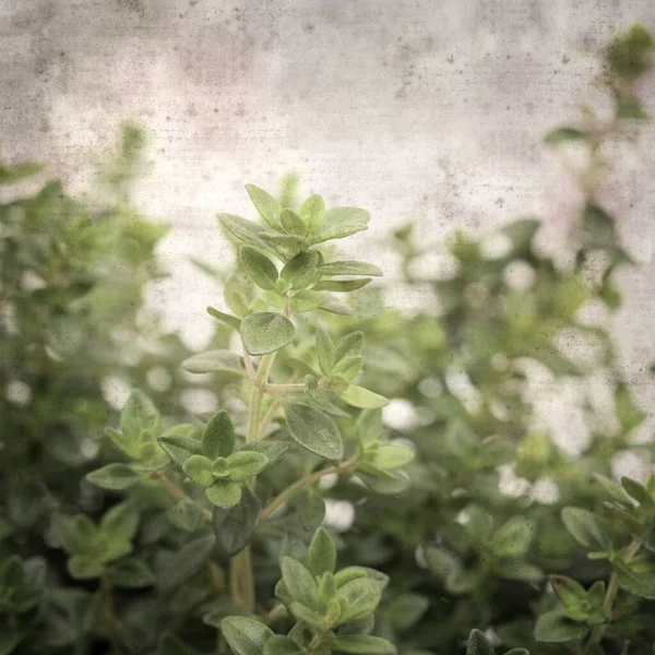 Square Stylish Old Textured Paper Background Lemon Thyme — Stock Photo, Image