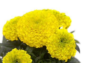 Parlak sarı ve yeşil etiketler erekte, Meksika kadife çiçeği beyaz arka planda izole edilmiş.