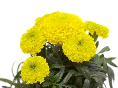 Parlak sarı ve yeşil Tagetes ereksiyon, Meksika kadife çiçeği makrosu