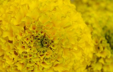 Parlak sarı ve yeşil Tagetes ereksiyon, Meksika kadife çiçeği makrosu