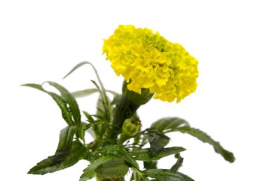 Parlak sarı ve yeşil Tagetes ereksiyon, Meksika kadife çiçeği makrosu