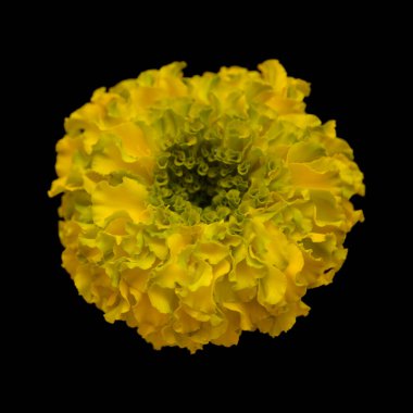 Parlak sarı ve yeşil Tagetes ereksiyon, Meksika kadife çiçeği makrosu