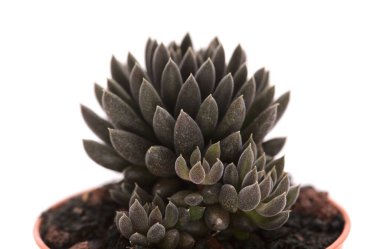 Olağandışı küçük sulu Sinocrassula yunnanensis makrosu beyaz arkaplanda izole edilmiş.