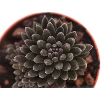 Olağandışı küçük sulu Sinocrassula yunnanensis makrosu beyaz arkaplanda izole edilmiş.