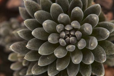 Olağandışı küçük sulu Sinocrassula yunnanensis makrosu beyaz arkaplanda izole edilmiş.