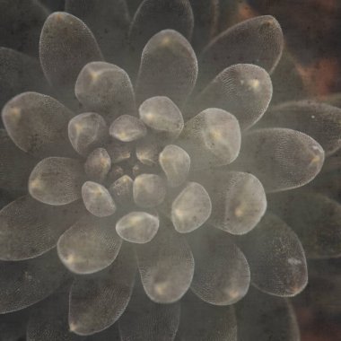 küçük siyah sulu bitki Sinocrassula yunnanensis ile eski moda kağıt arka plan