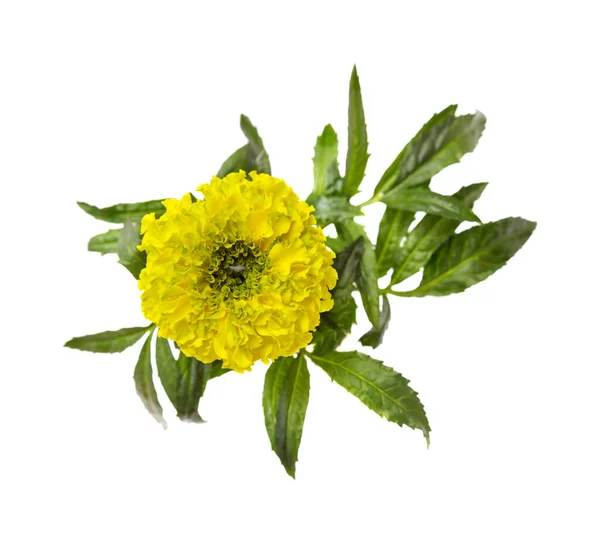 Amarelo Brilhante Verde Tagetes Erecta Mexicana Calêndula Macro — Fotografia de Stock