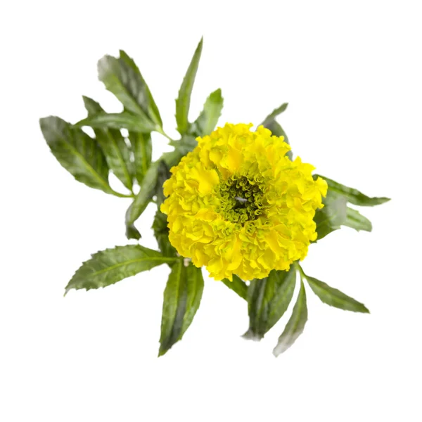 Amarelo Brilhante Verde Tagetes Erecta Mexicana Calêndula Macro — Fotografia de Stock