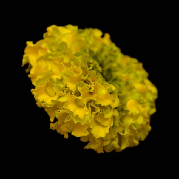 Ярко Жёлтый Зелёный Tagetes Erecta Мексиканский Marigold Macro — стоковое фото