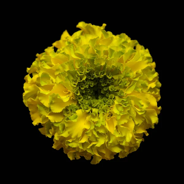 Parlak Sarı Yeşil Tagetes Ereksiyon Meksika Kadife Çiçeği Makrosu — Stok fotoğraf
