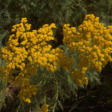 Gran Canaria 'dan Flora - Gonospermum kanaryası, batı adalarına özgü, adadaki bahçe kaçışı, doğal makro çiçekli arka plan