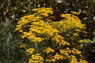 Gran Canaria 'dan Flora - Gonospermum kanaryası, batı adalarına özgü, adadaki bahçe kaçışı, doğal makro çiçekli arka plan