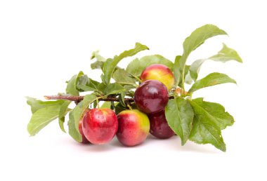 Horticulture of Gran Canaria -  small red wild plums Prunus domestica isolated on white background