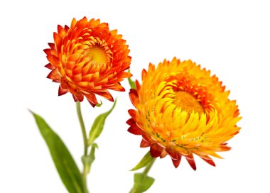 Xerochrysum braketatum çiçekleri, altın ebediyet veya saman çiçeği, beyaz arka planda izole edilmiş. 