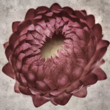 Xerochrysum braketatum çiçekleri, altın ebediyet ya da çilek çiçeği çiçekleri içeren kare biçiminde eski dokulu kağıt arka plan