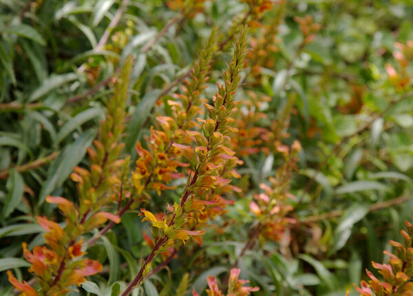 Флора Гран-Канария - оранжевые и красные цветы Isoplexis canariensis, растения, эндемичные для Канарских островов, природный макрофлористический фон