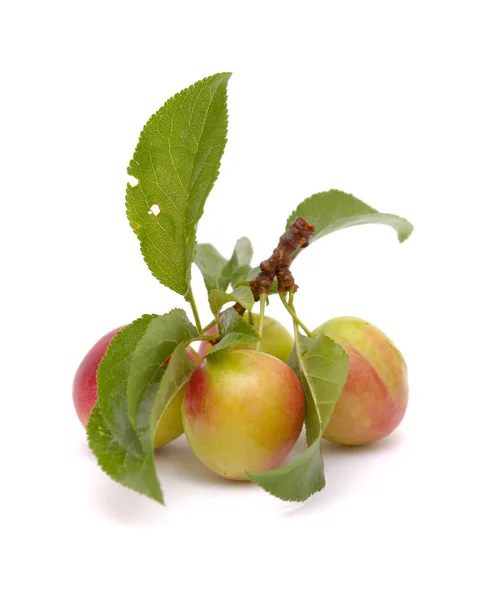 Gartenbau Auf Gran Canaria Kleine Rote Wilde Pflaumen Prunus Domestica — Stockfoto