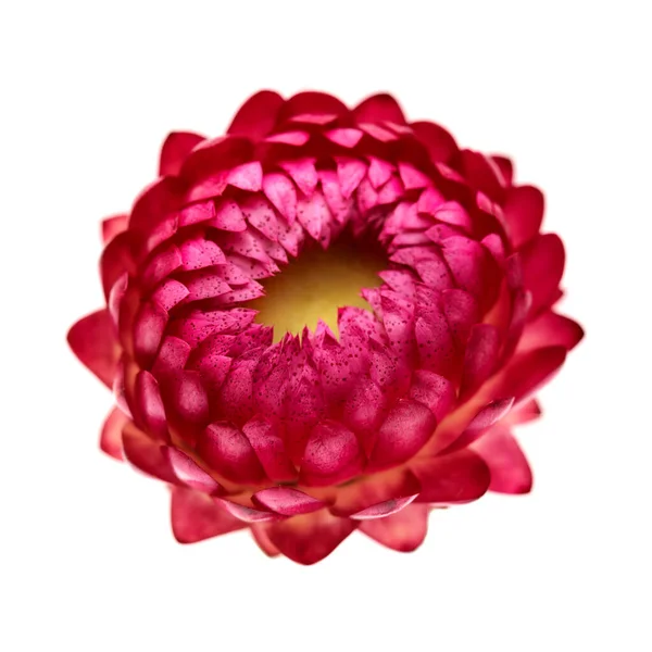 Blüten Von Xerochrysum Bracteatum Goldene Ewigkeit Oder Erdbeere Isoliert Auf — Stockfoto