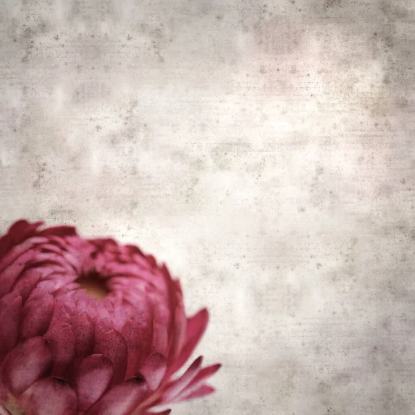 Quadratisch Stilvolle Alte Strukturierte Papierhintergrund Mit Blumen Von Xerochrysum Bracteatum — Stockfoto