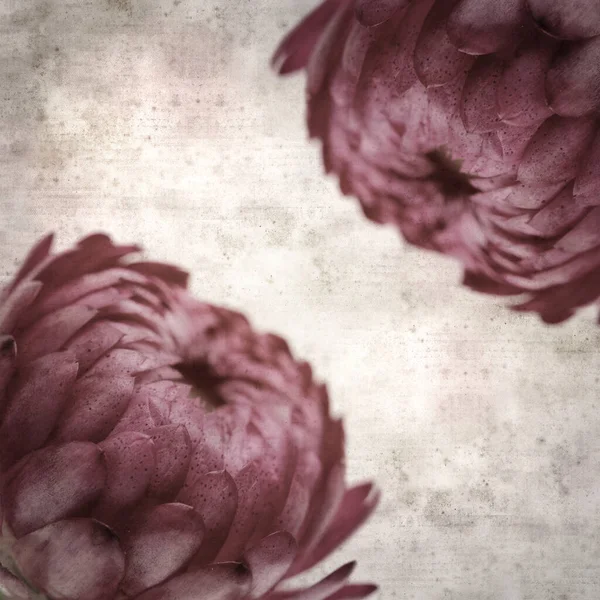 Square Stylish Old Textured Paper Background Flowers Xerochrysum Bracteatum Golden — 图库照片