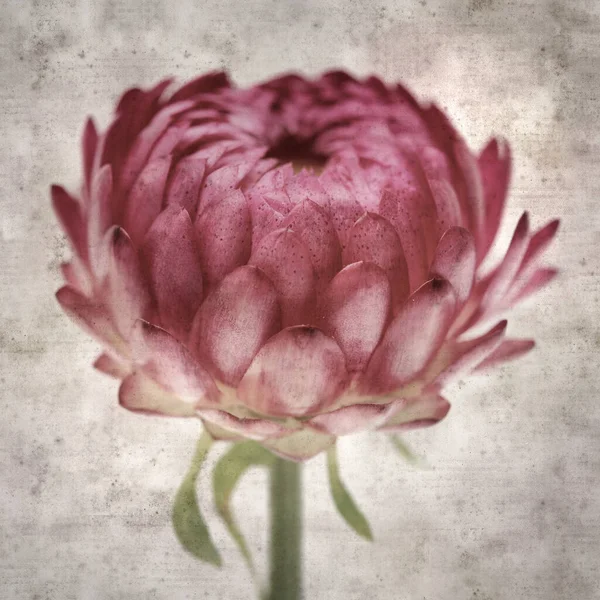 Square Stylish Old Textured Paper Background Flowers Xerochrysum Bracteatum Golden — ストック写真