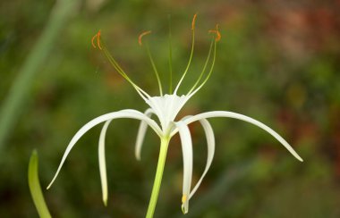 Hymenocallis 'in beyaz çiçekleri, örümcek zambağı, doğal makro çiçek arkaplanı.