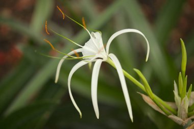 Hymenocallis 'in beyaz çiçekleri, örümcek zambağı, doğal makro çiçek arkaplanı.