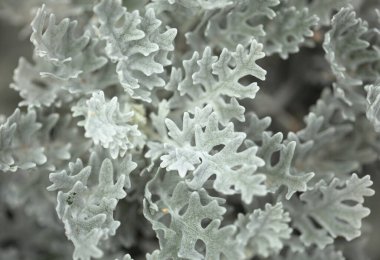 Doğal makro çiçek arkaplanı. Jacobaea Maritima 'nın gümüş yaprakları. Genellikle gümüş ragwort olarak bilinir.