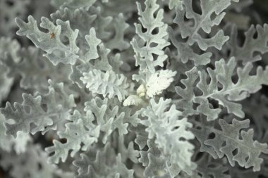 Doğal makro çiçek arkaplanı. Jacobaea Maritima 'nın gümüş yaprakları. Genellikle gümüş ragwort olarak bilinir.