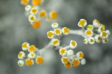 Doğal makro çiçek arkaplanı. Jacobaea Maritima 'nın gümüş yaprakları. Genellikle gümüş ragwort olarak bilinir.
