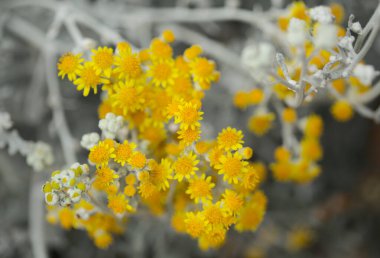 Doğal makro çiçek arkaplanı. Jacobaea Maritima 'nın gümüş yaprakları. Genellikle gümüş ragwort olarak bilinir.