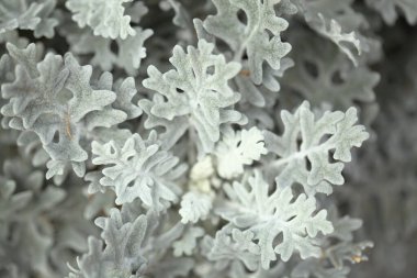 Doğal makro çiçek arkaplanı. Jacobaea Maritima 'nın gümüş yaprakları. Genellikle gümüş ragwort olarak bilinir.
