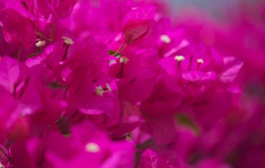 Gran Canaria 'dan Flora - Bougainvillea glabra, süs bitkisi, doğal makro çiçekli arka plan
