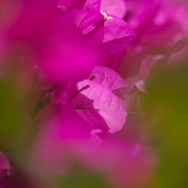 Gran Canaria 'dan Flora - Bougainvillea glabra, süs bitkisi, doğal makro çiçekli arka plan
