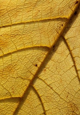 Damarları ve koyu lekeleri olan ölü sarı yaprak dokusu, doğal makro arkaplan