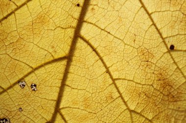 Damarları ve koyu lekeleri olan ölü sarı yaprak dokusu, doğal makro arkaplan