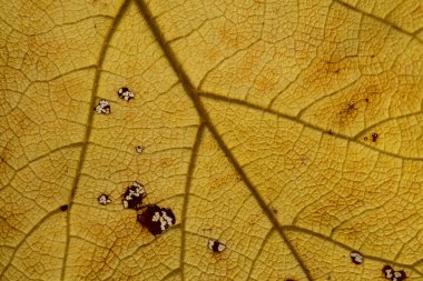 Damarları ve koyu lekeleri olan ölü sarı yaprak dokusu, doğal makro arkaplan