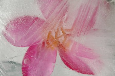 Pembe frangipani 'li buz dokusu, Plumeria rubra, içinde donmuş çiçek