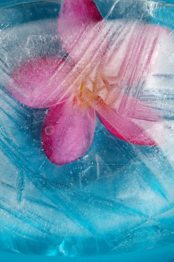 Pembe frangipani 'li buz dokusu, Plumeria rubra, içinde donmuş çiçek