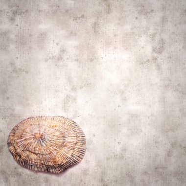 Sahillerde bulunan çeşitli nesnelerle biçimlendirilmiş eski kağıt arka plan 