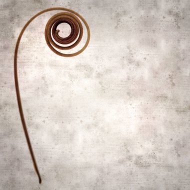 kare biçiminde eski dokulu kağıt arka planda tutku çiçeğinin sarmal filizleri 