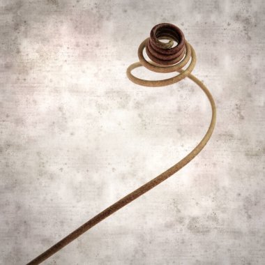 kare biçiminde eski dokulu kağıt arka planda tutku çiçeğinin sarmal filizleri 