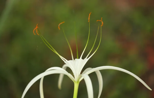 Flores Brancas Hymenocallis Lírio Aranha Fundo Floral Macro Natural — Fotografia de Stock