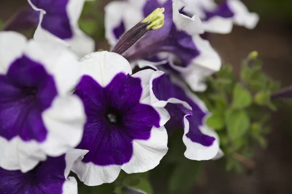 Petunia Natural Macro Floral Background — Stock Photo, Image