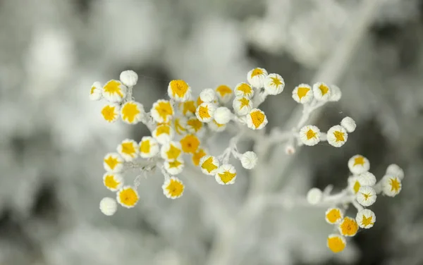 Sfondo Macrofloreale Naturale Con Foglie Argento Jacobaea Maritima Comunemente Noto — Foto Stock