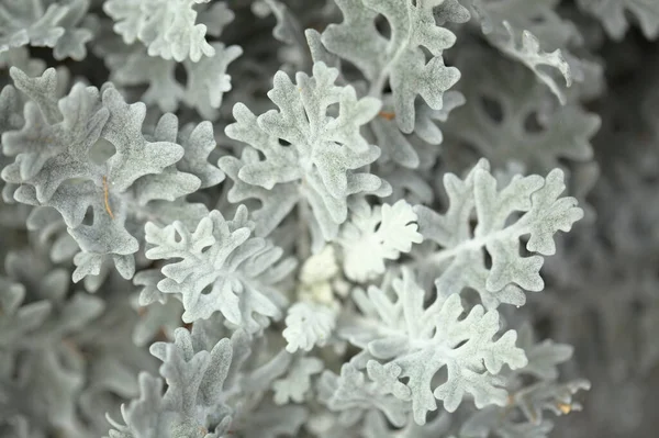 Natural Macro Floral Background Silver Leaves Jacobaea Maritima Commonly Known — Stock Photo, Image