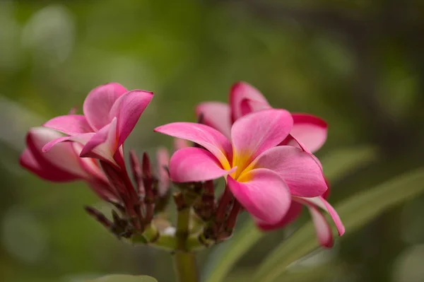 開花芳香のあるプルメリアまたはフランジパニ天然マクロ花の背景 — ストック写真