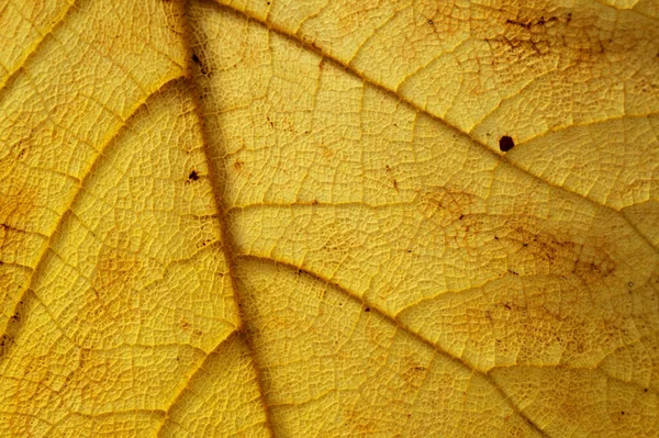 Dead Yellow Leaf Texture Veins Dark Patches Natural Macro Background — Stockfoto