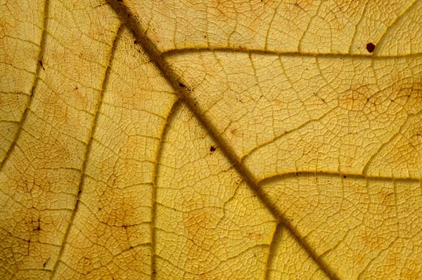 Dead Yellow Leaf Texture Veins Dark Patches Natural Macro Background — Stockfoto